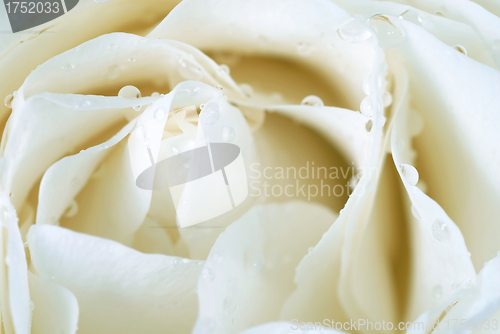Image of White rose