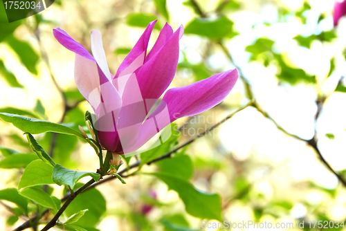 Image of Magnolia flower