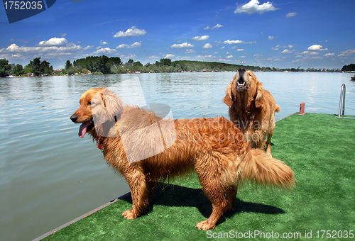 Image of Two golden retriever by water