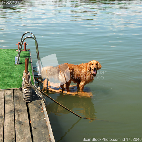 Image of Golden retriever by water