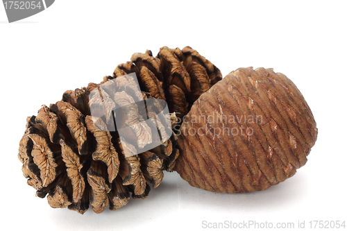 Image of pine cones