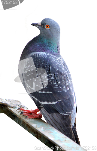 Image of One grey pigeon on white