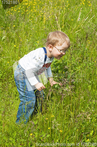 Image of The little boy catches grasshoppers in a grass