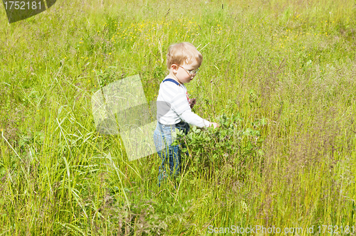 Image of The little boy catches grasshoppers in a grass