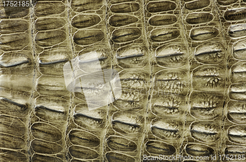 Image of Crocodile skin