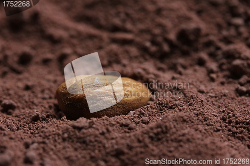 Image of almond in cacao