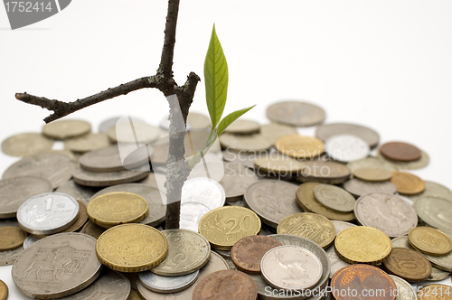 Image of Coins and plant.