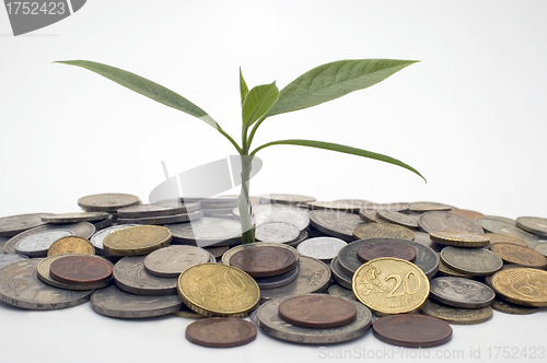 Image of Coins and plant.