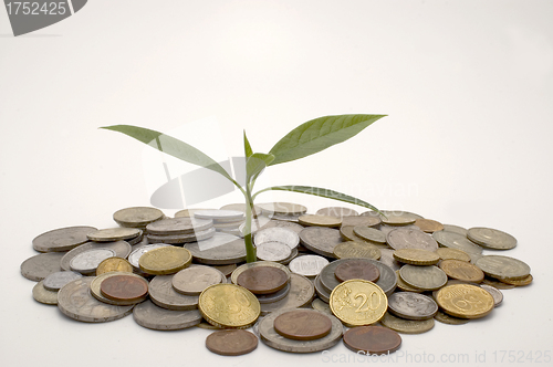 Image of Coins and plant.