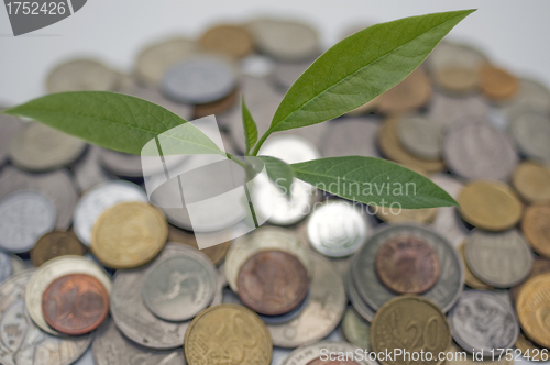 Image of Coins and plant.