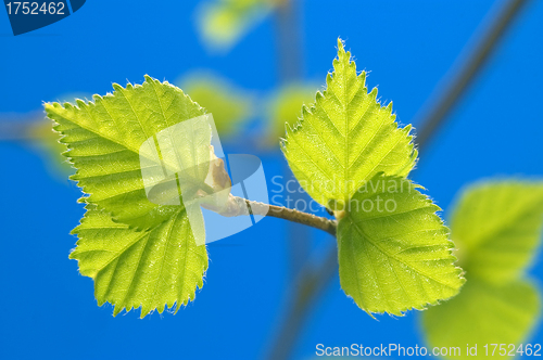 Image of Green sheet.