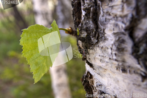 Image of Green sheet.