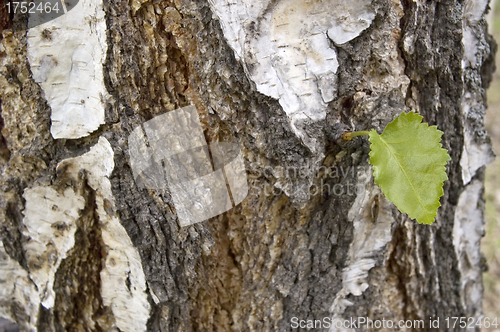 Image of Green sheet.