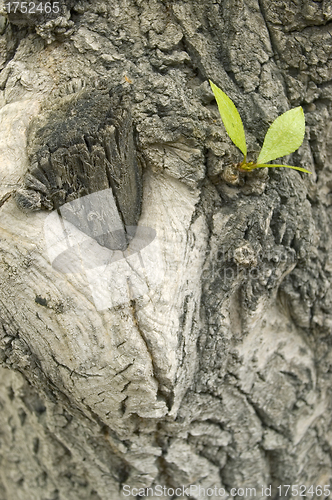 Image of Green sheet.
