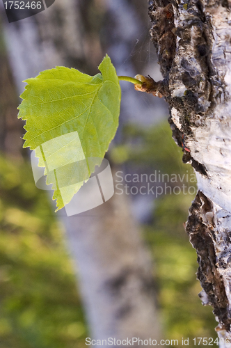 Image of Green sheet.