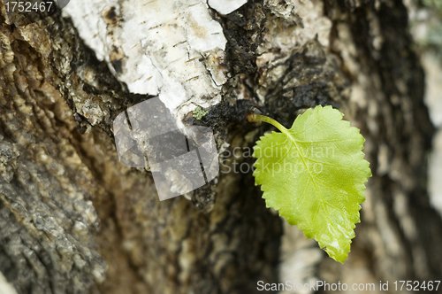 Image of Green sheet.