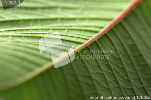 Image of Green leaf