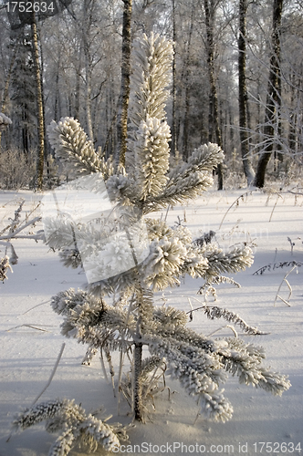 Image of Snowy winter tree.