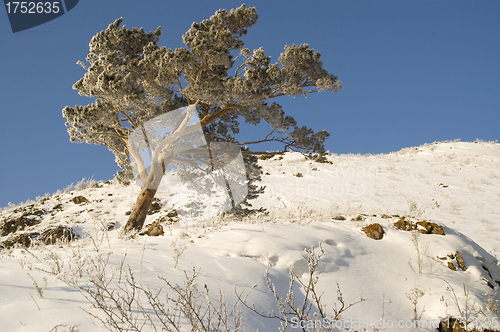 Image of Snowy winter tree.