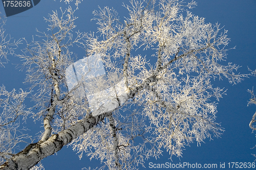 Image of A lonely tree in snow.