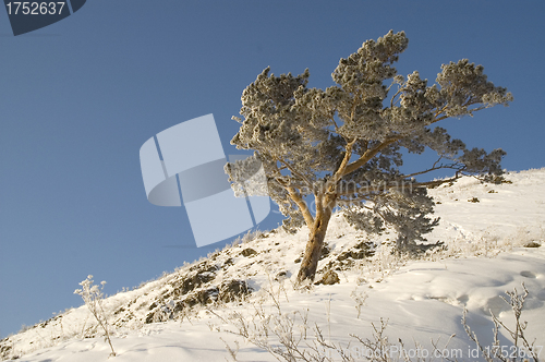 Image of Snowy winter tree.