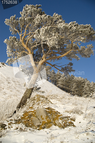 Image of Snowy winter tree.