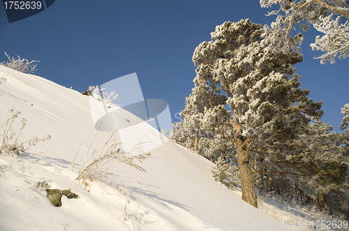 Image of Snowy winter tree.