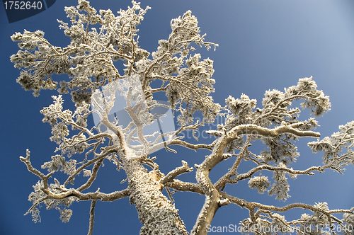 Image of Snowy winter tree.