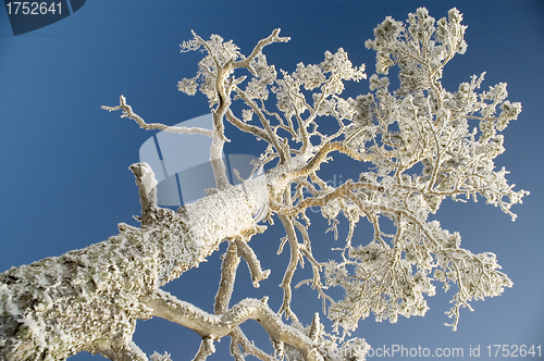 Image of Snowy winter tree.