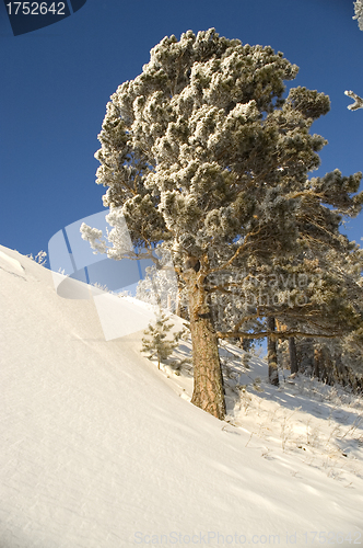 Image of Snowy winter tree.