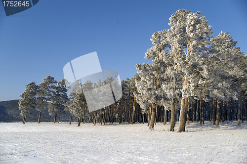 Image of Winter landscape