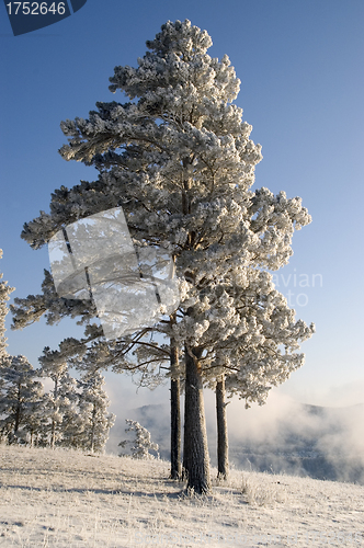 Image of Snowy winter tree.