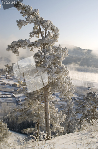 Image of Snowy winter tree.