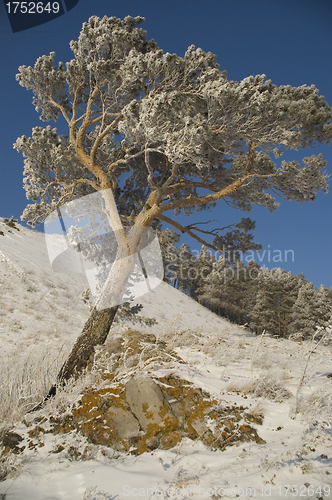 Image of Snowy winter tree.