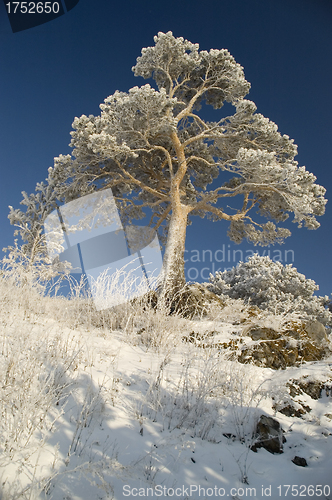 Image of Snowy winter tree.