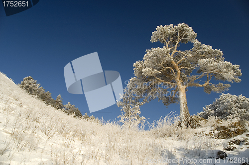 Image of Snowy winter tree.