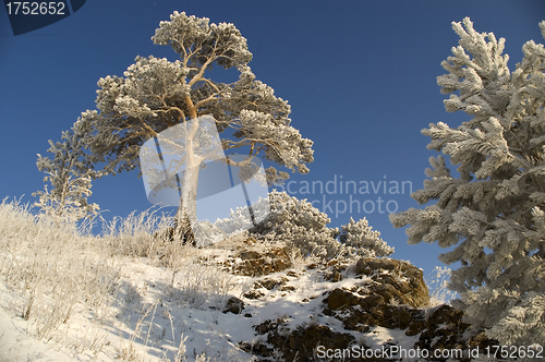 Image of Snowy winter tree.