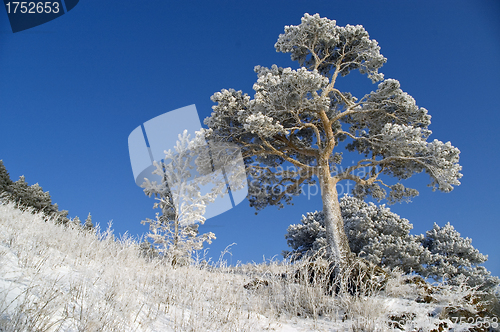 Image of Snowy winter tree.