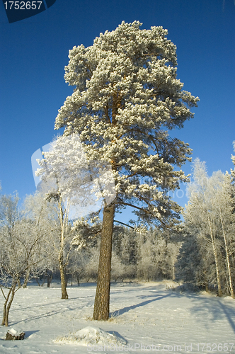 Image of Lonely tree. Winter.