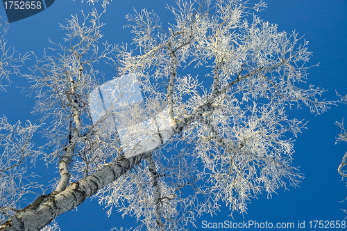 Image of Tree, hoarfrost, sky.