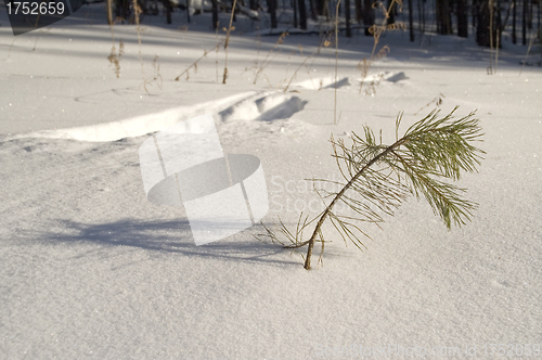 Image of Traces on snow.