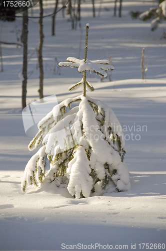 Image of Snow winter trees.