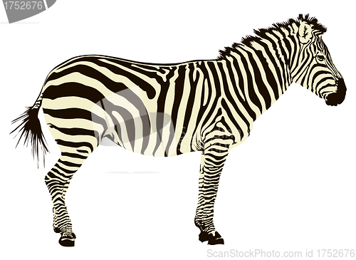 Image of Zebra