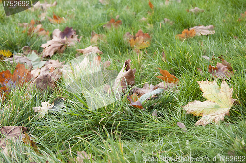 Image of Dry leaves in grass