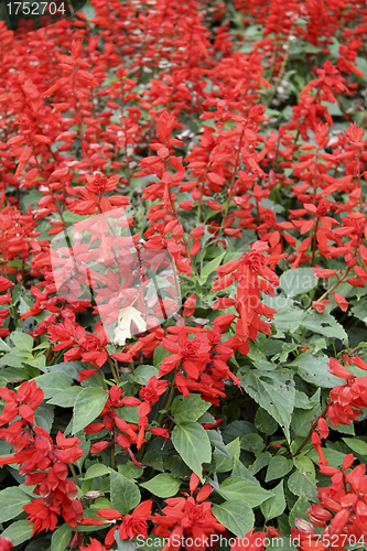 Image of red flowers