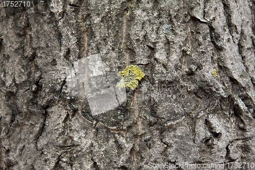 Image of Peel tree with growing