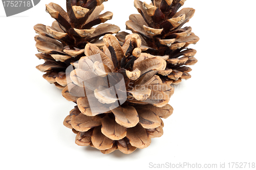 Image of three branch of fir-tree