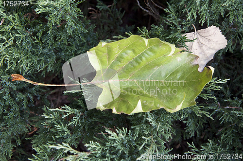 Image of Green and dry leaves