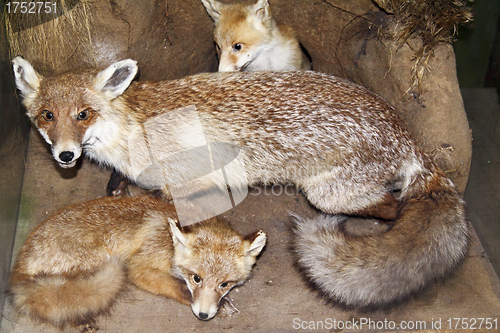 Image of Fox and her progeny