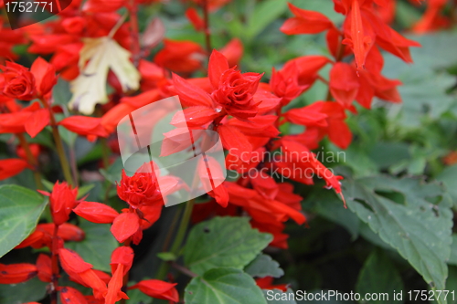 Image of Close-up of red flowers